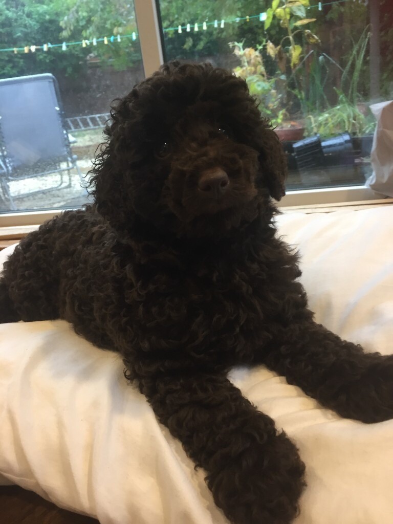 portuguese water dog gumtree